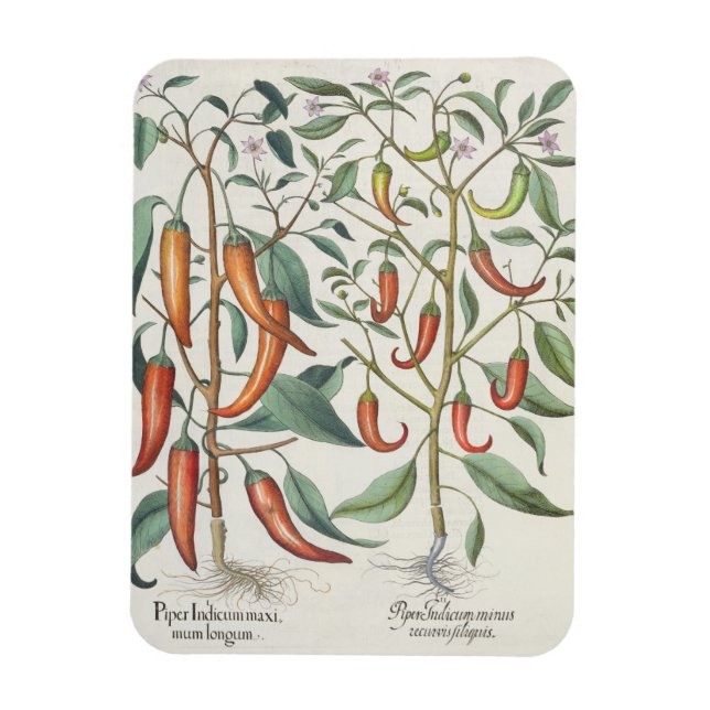Imán Peppers: 1.Piper Indicum máximo longum; 2.Piper I (Vertical)