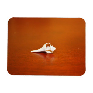 Imán Pequeña concha