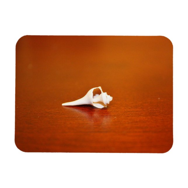 Imán Pequeña concha (Horizontal)