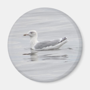 Imán Pequeña gaviota