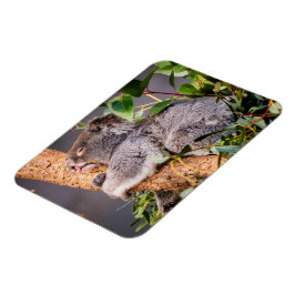 Imán Pequeña koala dulce