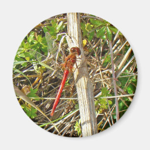Imán Pequeña libélula roja en noviembre