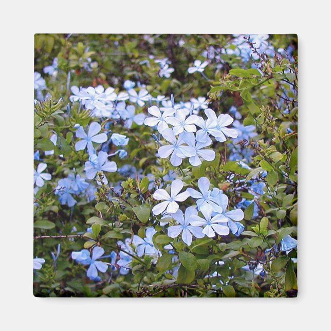 Imán Pequeñas flores azules (Frente)