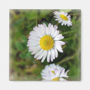 Imán Pequeñas margaritas