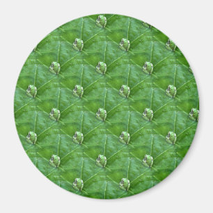 Imán Pequeñas ranas.