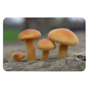 Imán Pequeñas Toadstoides Magnet Macro Premium