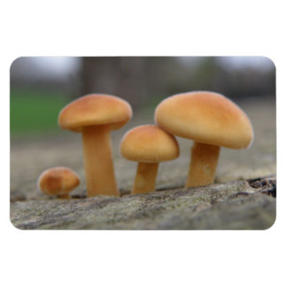 Imán Pequeñas Toadstoides Magnet Macro Premium