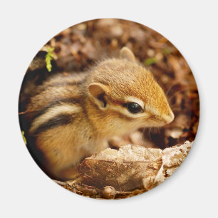 Imán pequeñito adorable del Chipmunk del bebé