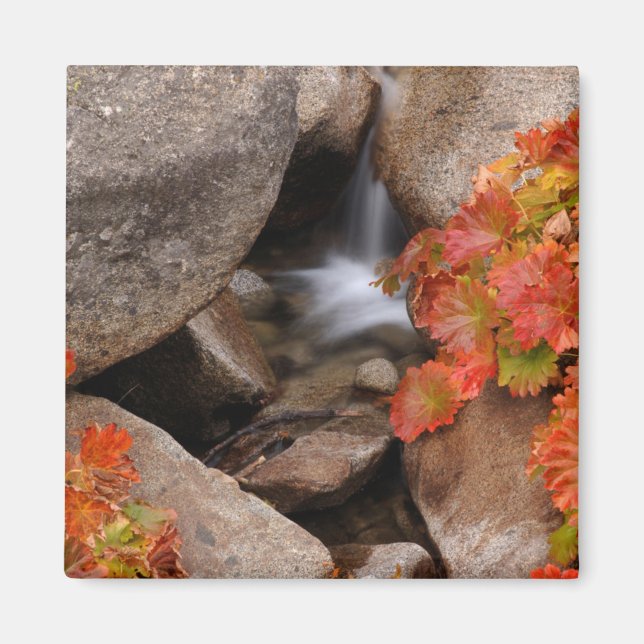 Imán Pequeño arroyo en otoño, California (Frente)