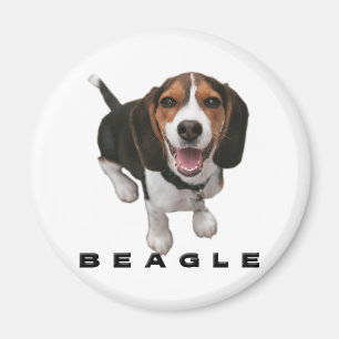 Imán Pequeño beagle