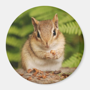 Imán pequeño chipmunk del bebé