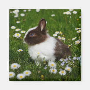 Imán Pequeño conejo marrón y blanco en flores