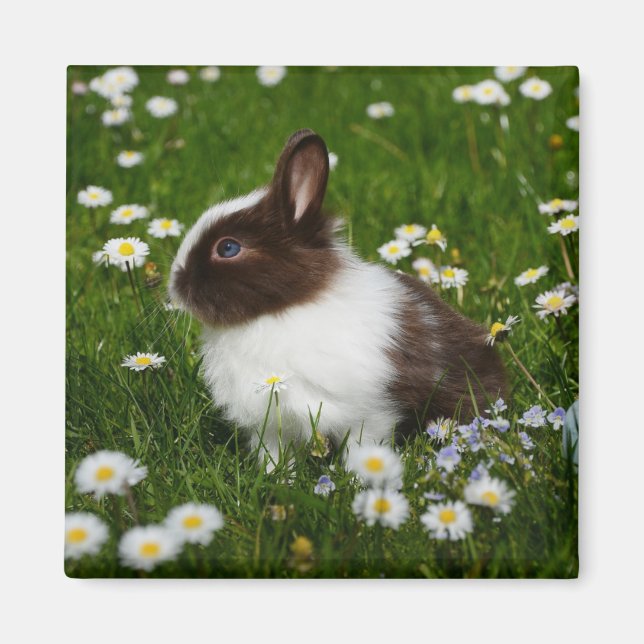 Imán Pequeño conejo marrón y blanco en flores (Frente)