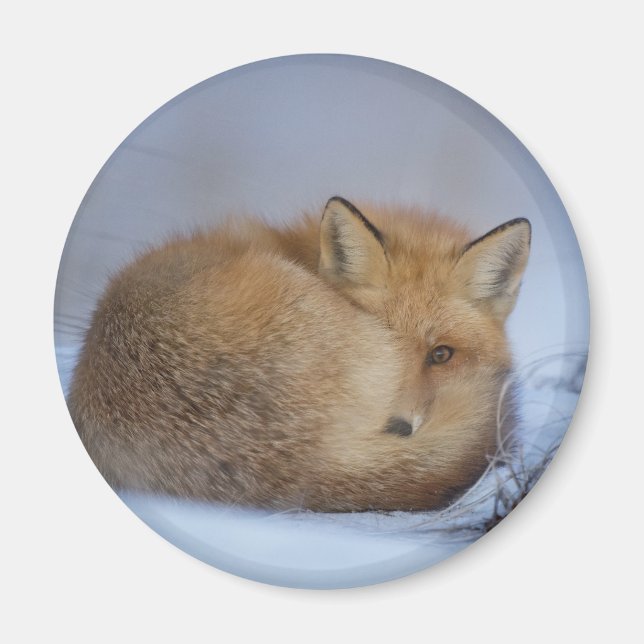 Imán Pequeño Fox Maldita Foto De Invierno (Frente)