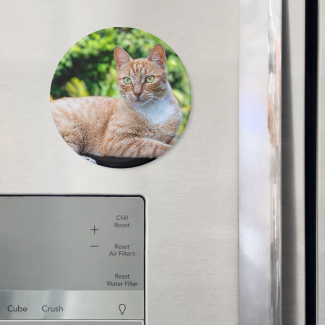 Imán Pequeño gatito dulce (In situ (nevera))