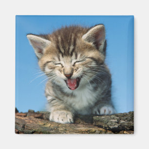 Imán Pequeño gatito en un árbol