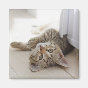 Imán Pequeño gatito lindo