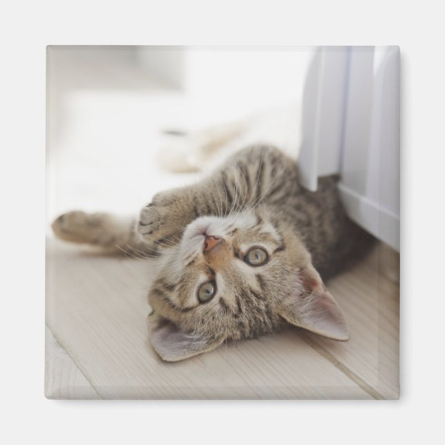 Imán Pequeño gatito lindo (Frente)