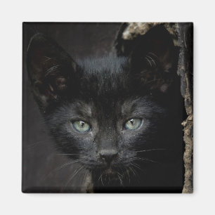 Imán Pequeño gatito negro