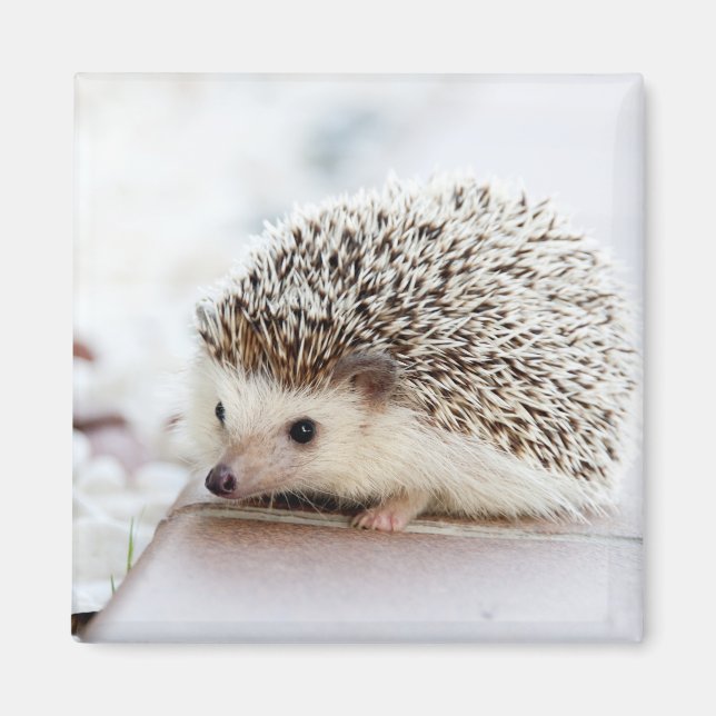 Imán Pequeño Hedgehog (Frente)