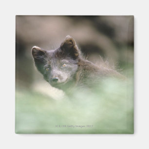 Imán Pequeño lobo negro