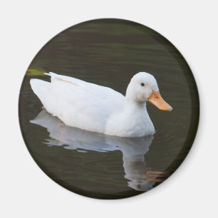 Imán Pequeño pato blanco
