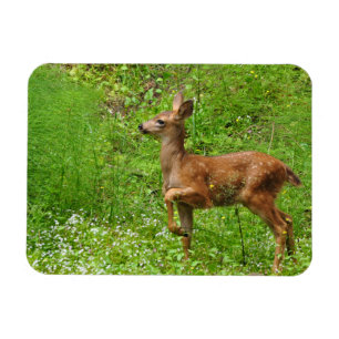 Imán Pequeño Rey/Reina de los Fawns