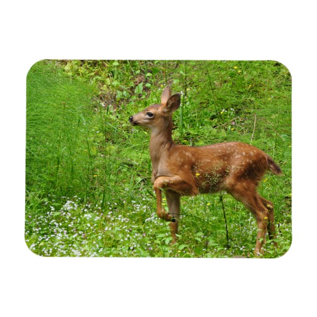 Imán Pequeño Rey/Reina de los Fawns (Horizontal)