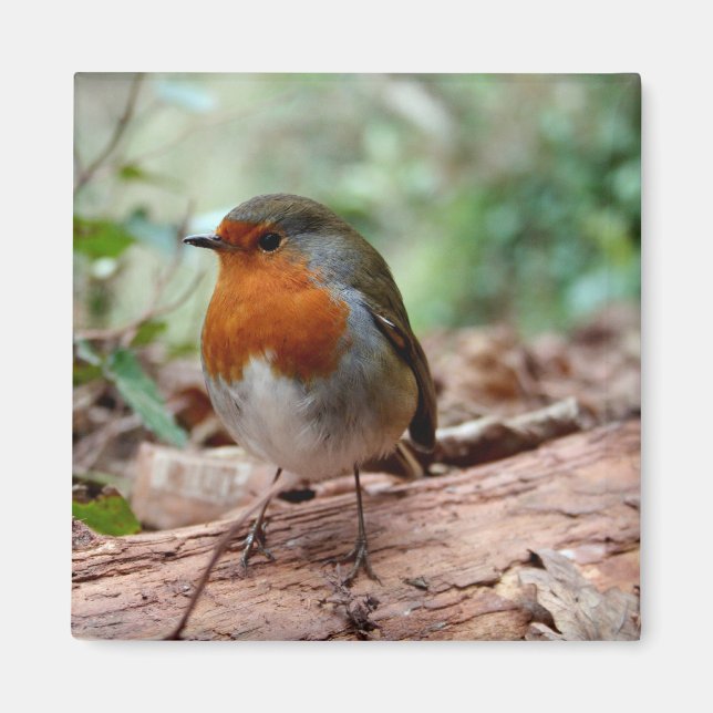 Imán Pequeño Robin Magnet (Frente)