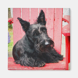 Imán Pequeño Scottie en una Gran Silla Roja