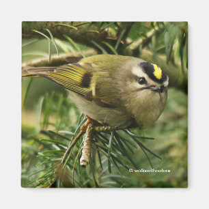 Imán Pequeño y lindo Kinglet provoca revuelo en el aire