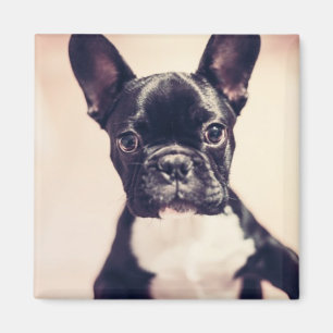 Imán Pequeño y pequeño pimiento negro y blanco