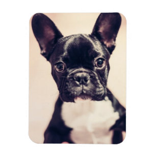 Imán Pequeño y pequeño pimiento negro y blanco