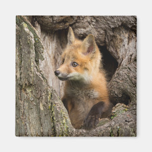 Imán Pequeño zorro rojo en un hueco de árbol