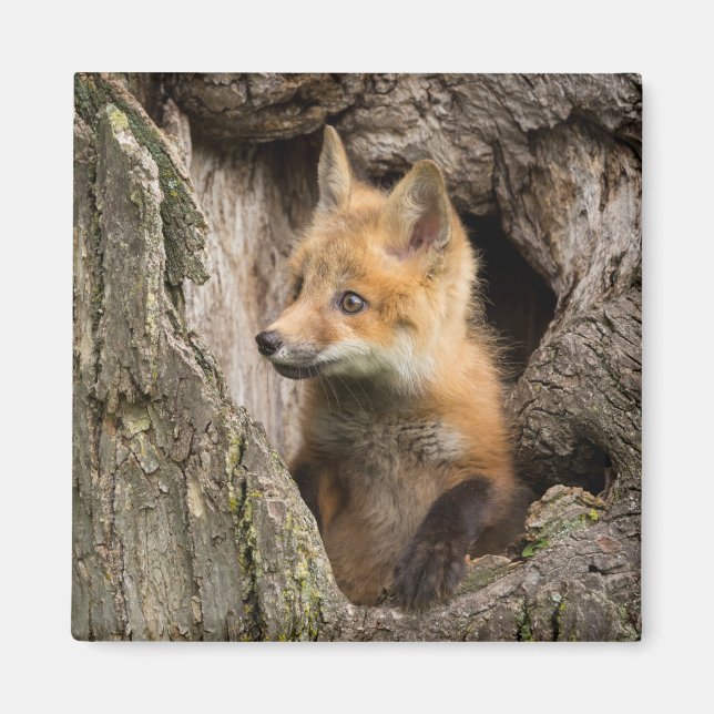 Imán Pequeño zorro rojo en un hueco de árbol (Frente)