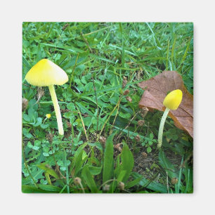 Imán Pequeños champiñones amarillos