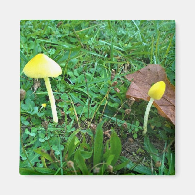 Imán Pequeños champiñones amarillos (Frente)