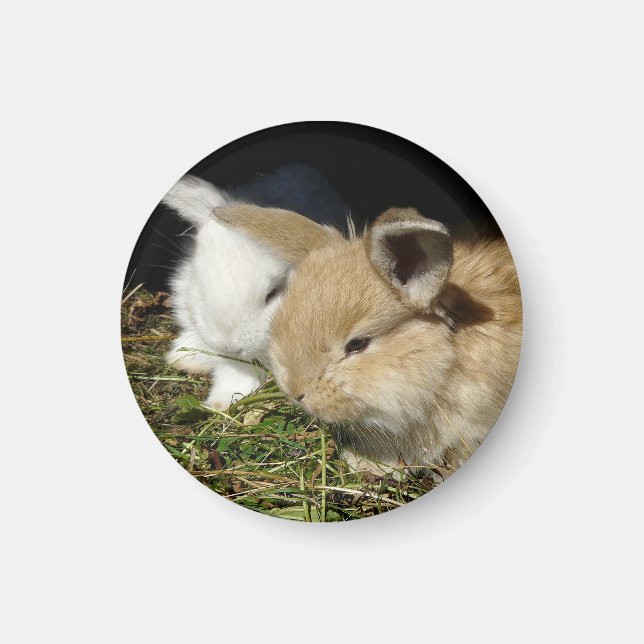 Imán Pequeños conejitos esponjosos (Frente)