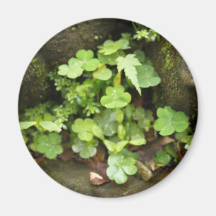 Imán Pequeños verdes