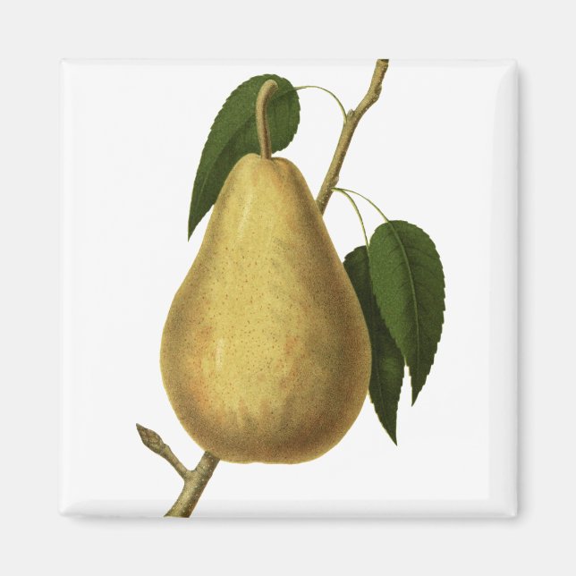 Imán Pera de Fruta Botánica (Frente)