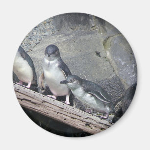 Imán Perca del pingüino