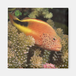 Imán Percas pecosas de los hawkfish en corales