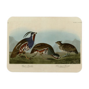 Imán Perdices de piernas gruesas y plumas - Aves de Aud
