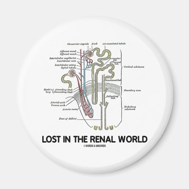 Imán Perdido En El Mundo Renal (Nefron Renal) (Frente)