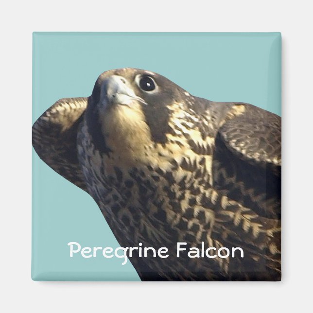Imán Peregrine Falcon Magnet (Frente)