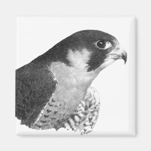 Imán Peregrine Falcon-Pencil