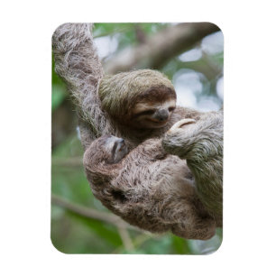 Imán Perezoso bebé con madre colgando de un árbol