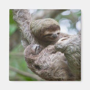 Imán Perezoso bebé con madre colgando de un árbol