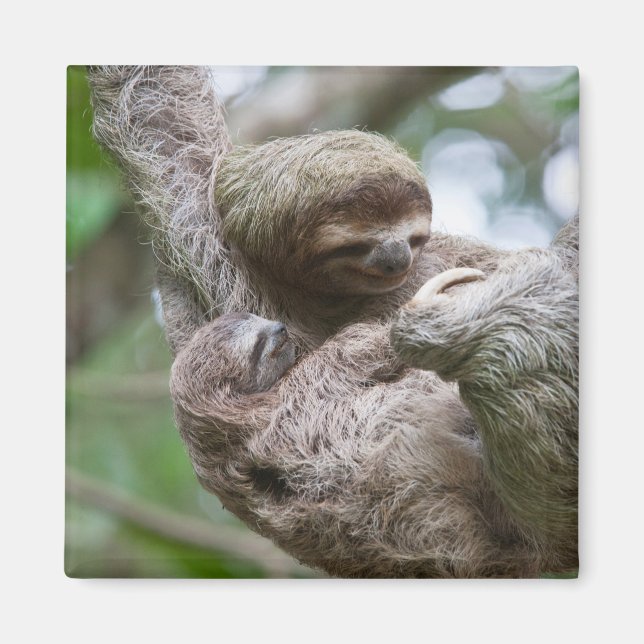 Imán Perezoso bebé con madre colgando de un árbol (Frente)