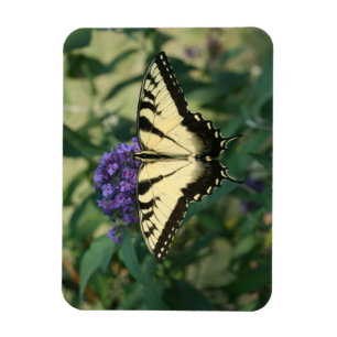 Imán perfectamente alineado de la mariposa